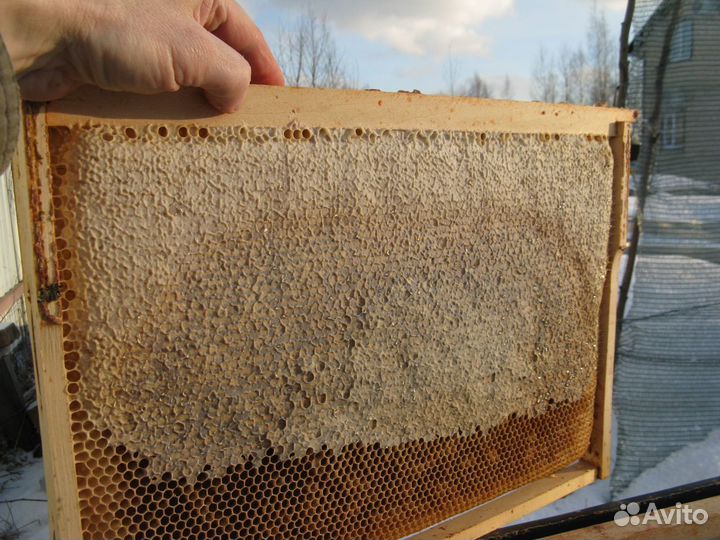 Кормовые рамки для пчёл
