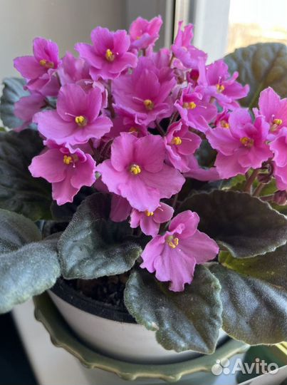 Фиалка розовая. Сенполия розовая. Рассада