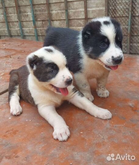 Передержка собак