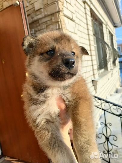 Щенята, помесь Лайка