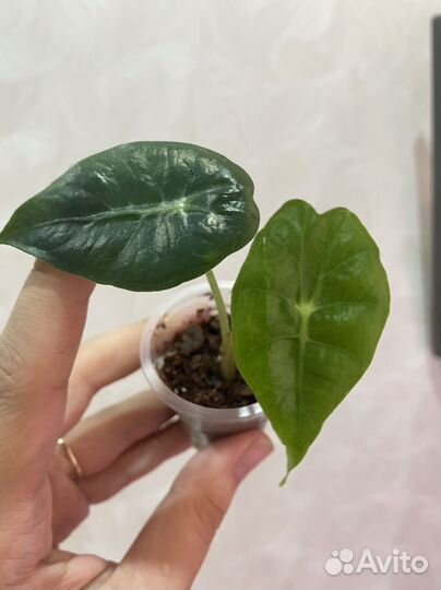 Комнатные цветы разные