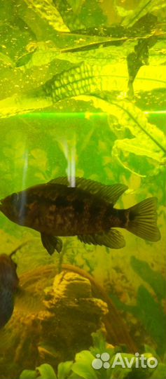 Редкие цихлозомы