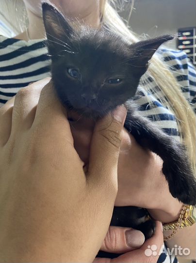 Отдам котят в хорошие руки