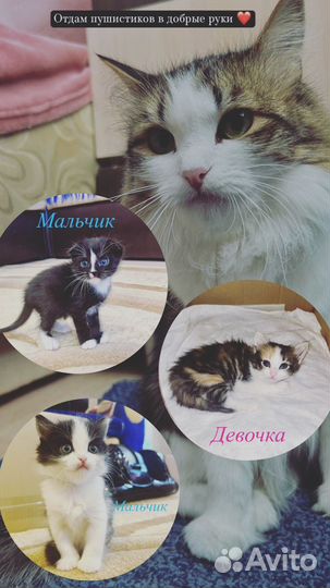 Котята в добрые руки