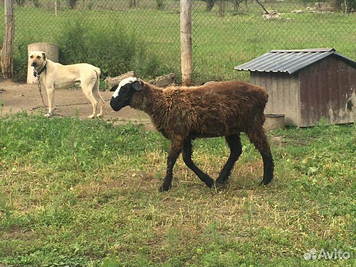 Овцы бараны