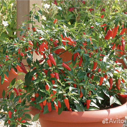 Перчик декоративный острый