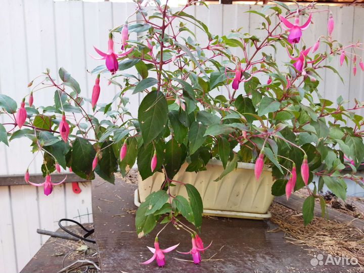 Комнатные цветы много