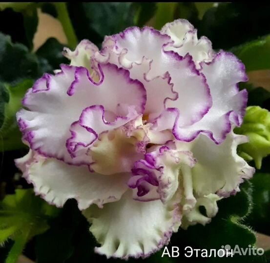 Укорененные черенки сортовых фиалок