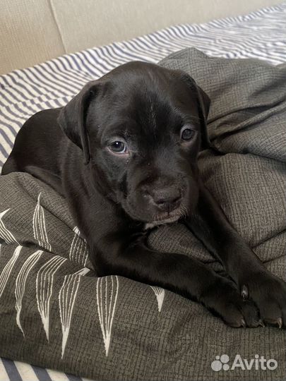 Щенки питбуля