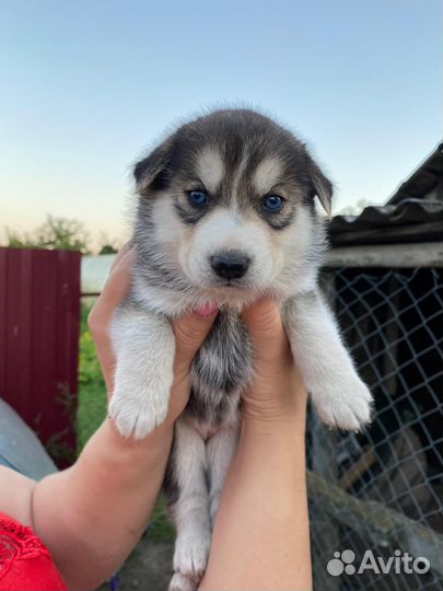 Щенок метис хаски бесплатно в дар