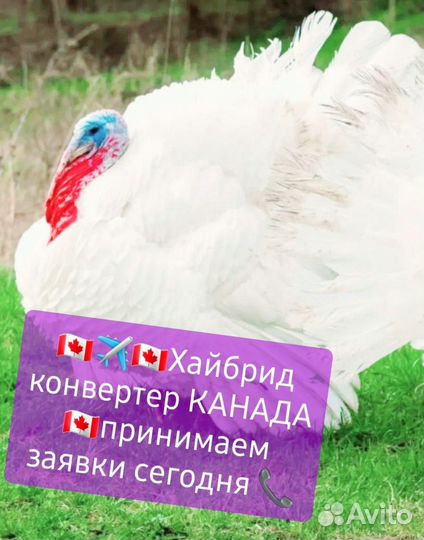 Инкубационное яйцо