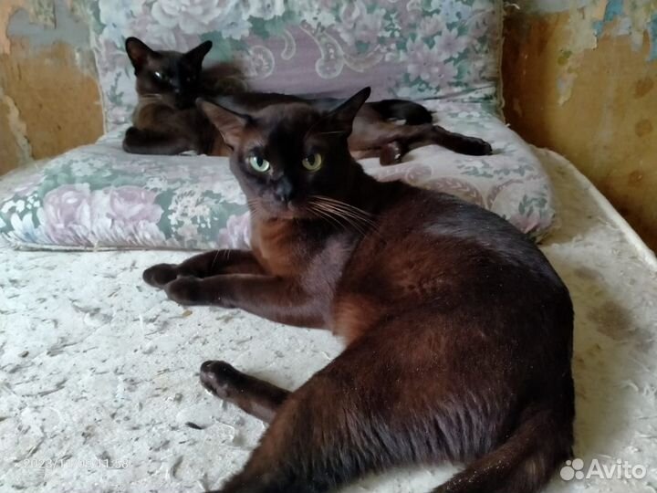 Европейская Бурма