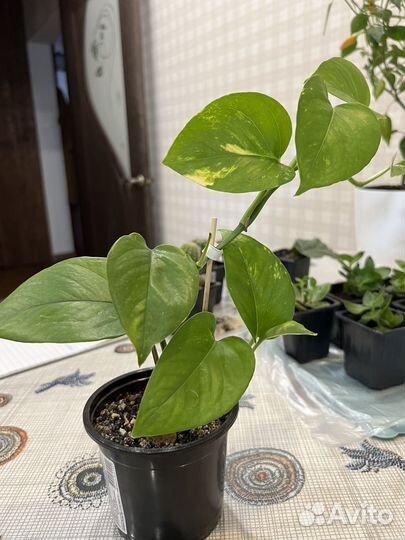 Эпипремнум обыкновенный