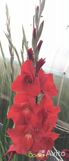 Луковицы гладиолусов