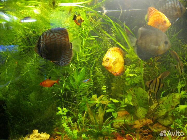 Аквариумные растения, аквариум 60 л