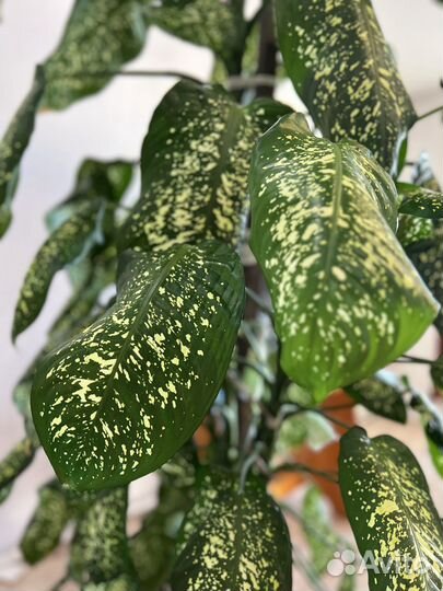 Диффенбахия