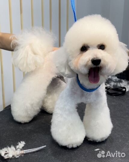 Груминг обучение