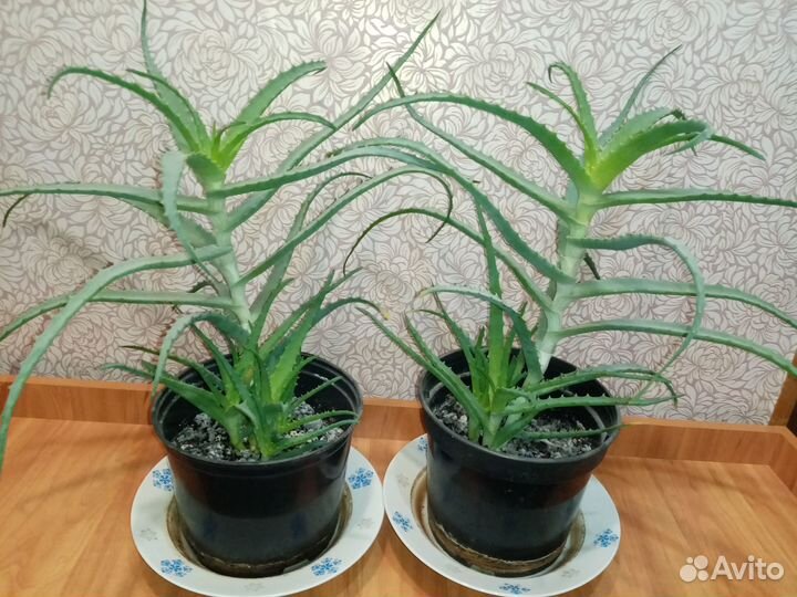 Столетник (алоэ)