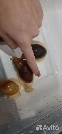 Улитки ахатины