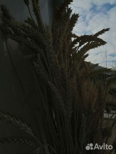 Пшеница ячмень для букетов