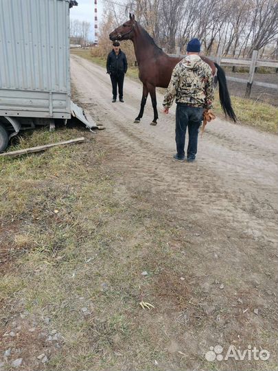 Перевозка лошадей телят коров город межгород