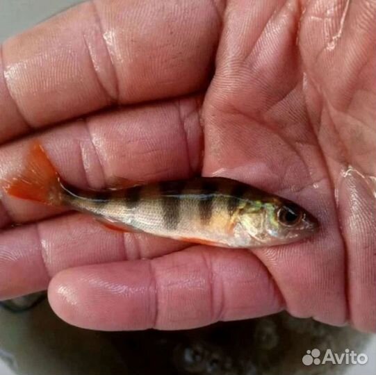 Рыба для пруда,живец,лягушки