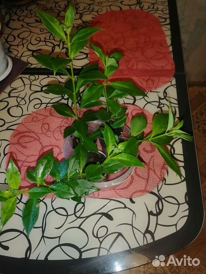 Эсхинантус