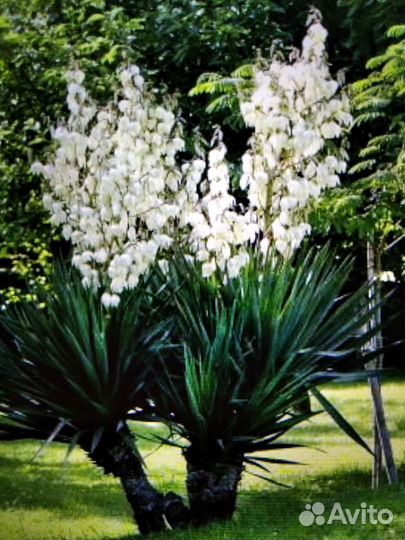 Юкка садовая морозостойкая