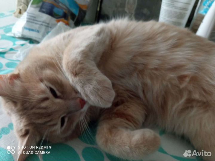 Кошка в дар