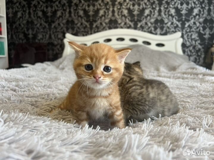 Кошки в добрые руки