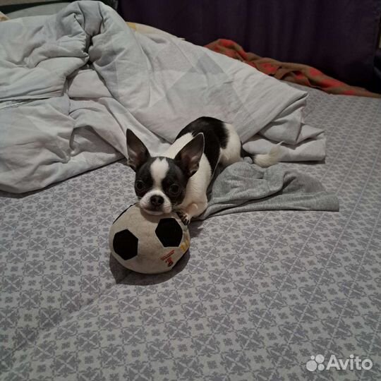 Вязка кобель чихуахуа