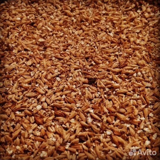 Солод ржаной,пшеничный,ячменный