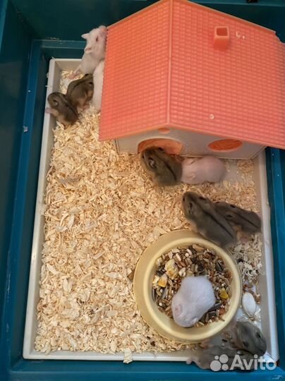 Джунгарский хомяк