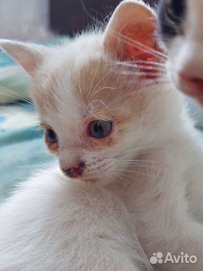 Ласковая кошечка