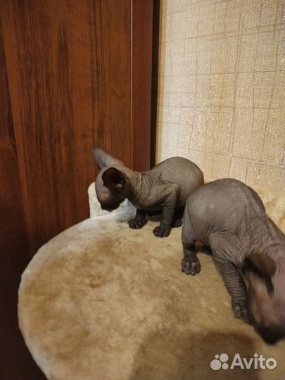 Котята