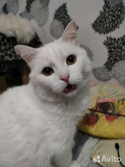 Кот турецкий ван