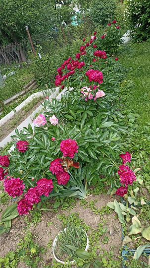 Дача 50 м² на участке 5,5 сот.