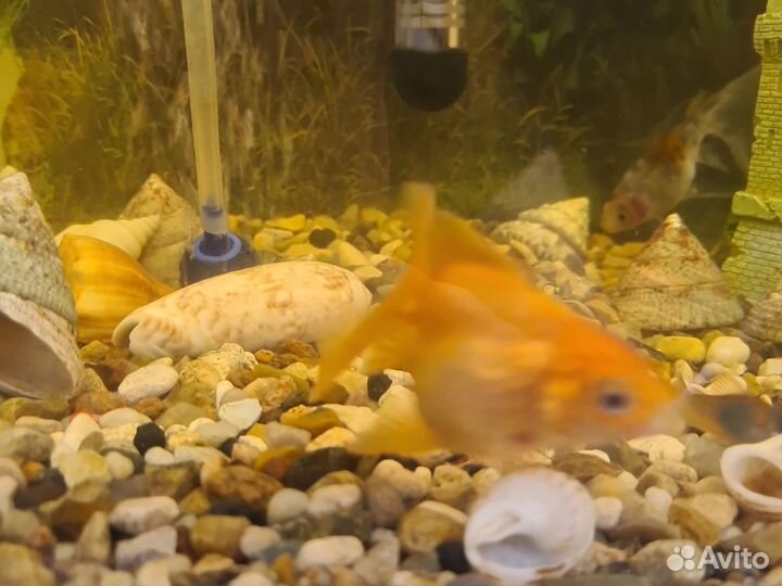 Аквариум 60л