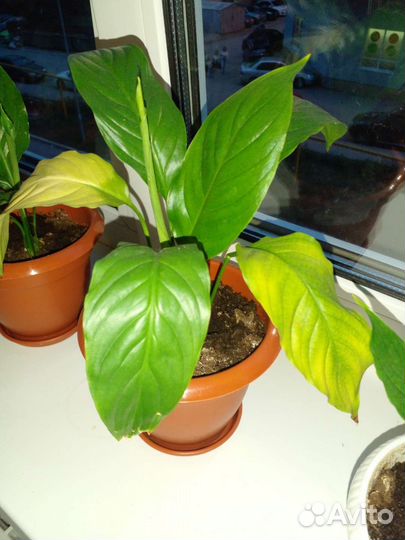 Спатифиллум