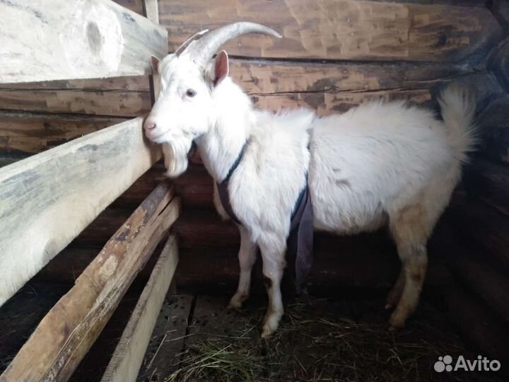 Козел зааненский