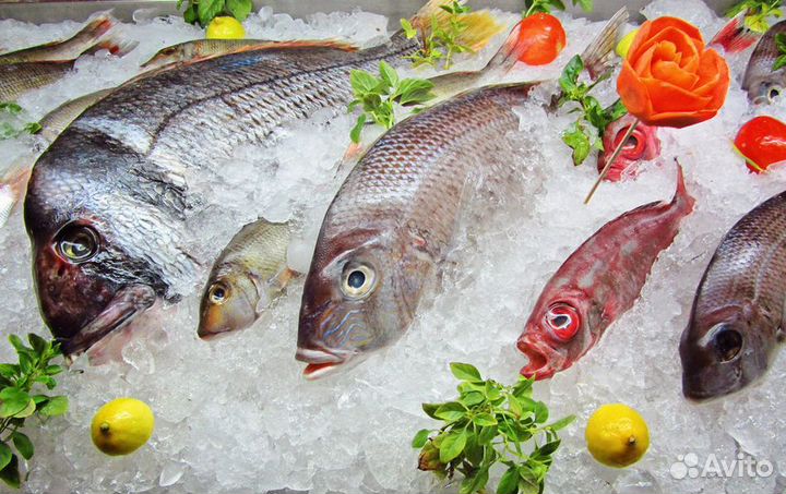 Готовый рыбный бизнес с клиентской базой