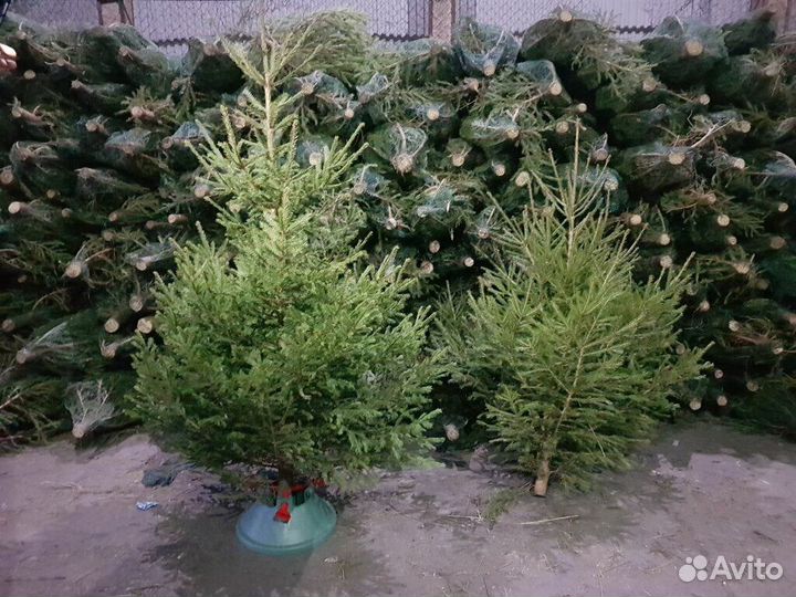 Ель живая,новогодняя елка опт.Живые елки