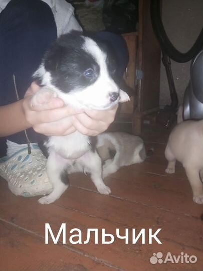 Собака в добрые руки щенок