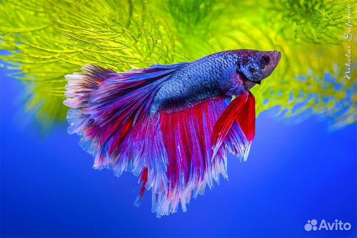 Рыбка петушок