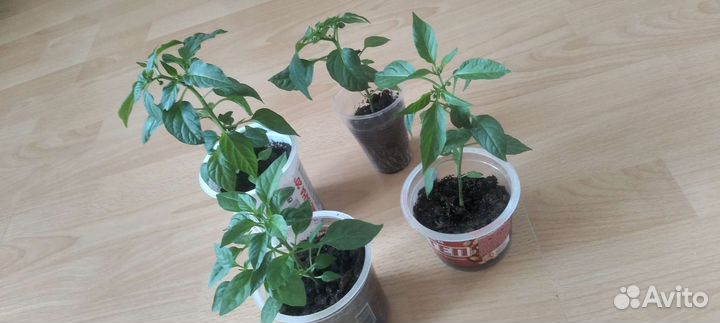 Рассада острого перца