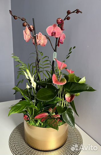 Чудесная композиция с 2-ствольной орхидеей