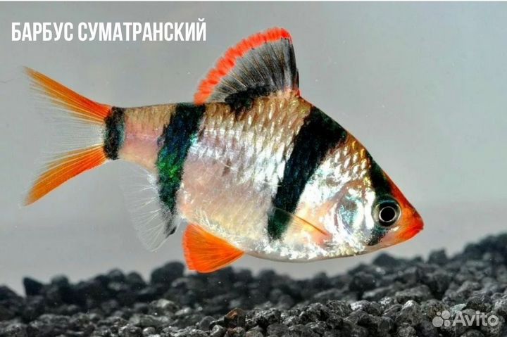 Аквариумные рыбки