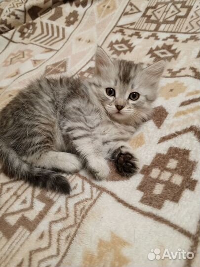 Котята