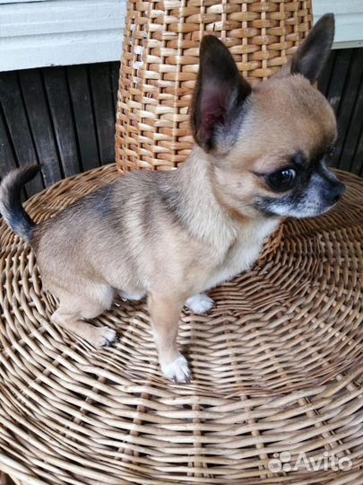 Вязка кобель чихуахуа