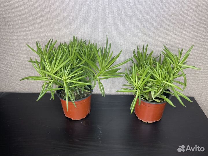 Пеперомия феррейра комнатные цветы